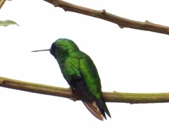 Chlorostilbon melanorhynchus