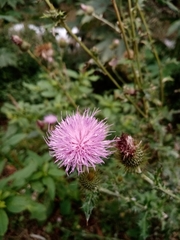 Cirsium rhaphilepis