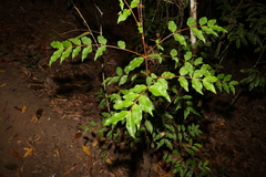 Pilidiostigma tropicum