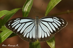 Pareronia