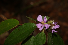 Melastoma
