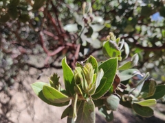 Arctostaphylos regismontana