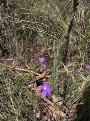 Scaevola ramosissima