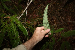 Gleicheniaceae