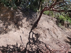 Arctostaphylos regismontana