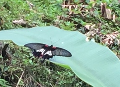Papilio memnon agenor