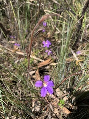 Scaevola ramosissima
