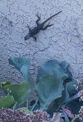 Sceloporus occidentalis