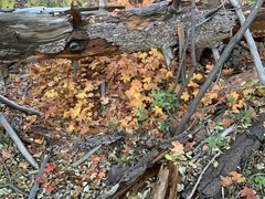 Acer grandidentatum
