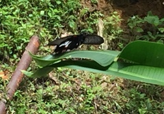 Papilio memnon agenor