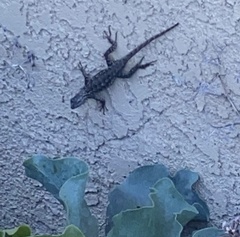 Sceloporus occidentalis