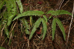 Gleicheniaceae
