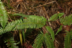 Gleicheniaceae