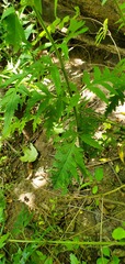 Dasistoma macrophylla