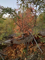 Acer grandidentatum