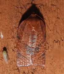 Image of Choristoneura obsoletana