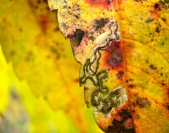 Stigmella intermedia