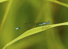 Austroagrion watsoni