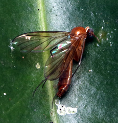 Keroplatidae
