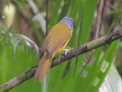 Eucometis penicillata