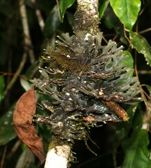 Pseudocyphellaria