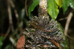 Pseudocyphellaria