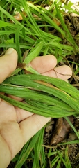 Carex hirta