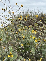 Helianthus argophyllus