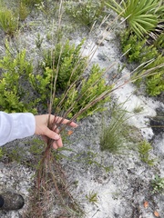 Andropogon cumulicola