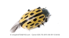 Chrysomela vigintipunctata