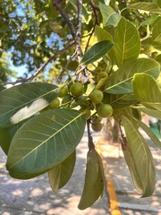 Ficus obtusifolia