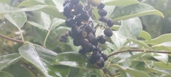 Vitex rotundifolia