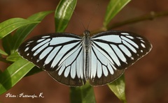 Pareronia