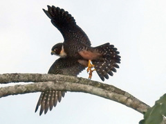 Falco rufigularis