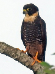 Falco rufigularis