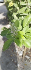 Vitex rotundifolia
