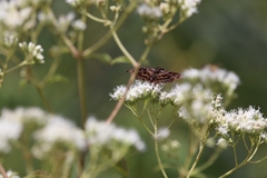 Ebrietas anacreon