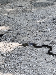 Mastigodryas melanolomus