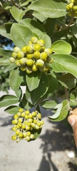 Vitex rotundifolia