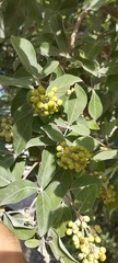 Vitex rotundifolia