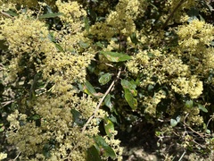 Pomaderris elliptica