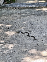 Mastigodryas melanolomus