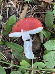 Russula rhodocephala