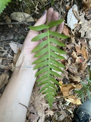 Polypodium calirhiza