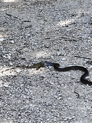 Mastigodryas melanolomus