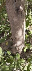 Vitex rotundifolia