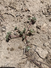 Ipomopsis polycladon