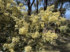 Pomaderris elliptica