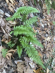 Polypodium calirhiza