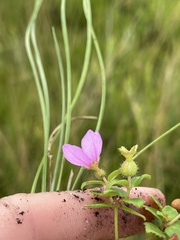 Rhexia nuttallii
